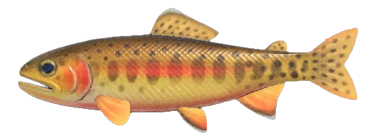 golden trout