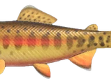 Golden trout