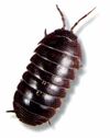 Real Pill Bug