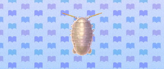 Giant isopod