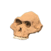 NH-Furniture-australopith.png