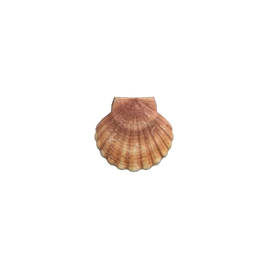 Scallop nh
