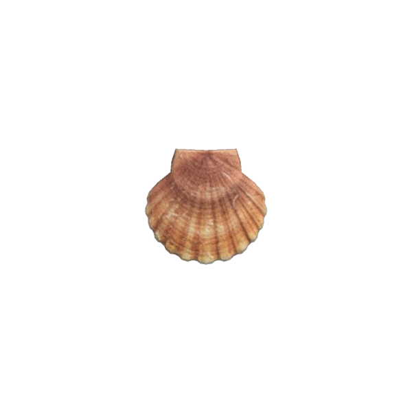 Scallop Animal Crossing Wiki Fandom