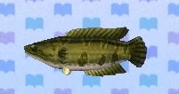 Giant snakehead encyclopedia (New Leaf)