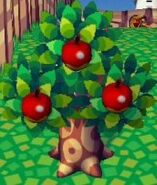 An Apple Tree