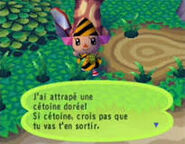 Capture de la cétoine dorée dans Animal Crossing