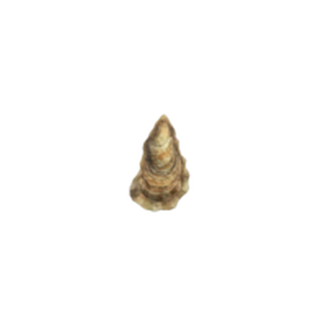 Scallop, Animal Crossing Wiki