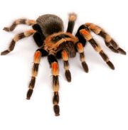 20090403 tarantula