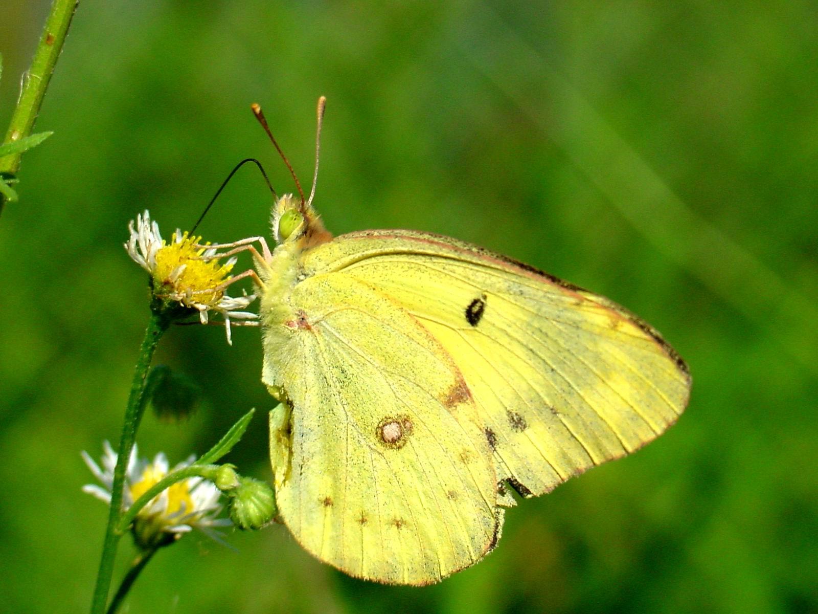 yellow butterfly images