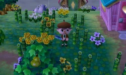 Bamboo | Animal Crossing Wiki | Fandom