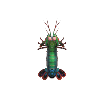 Mantis Shrimp NH