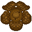 Rafflesia-2.png