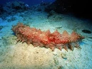 Reallife sea cucumber.jpg (11 KB) A sea cucumber in real life.