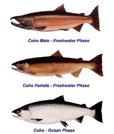 Salmon coho