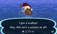 Catching a scallop in New Leaf