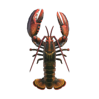 Lobster NH