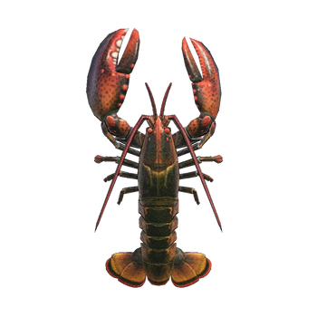 Lobster NH