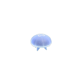 Moon jellyfish nh
