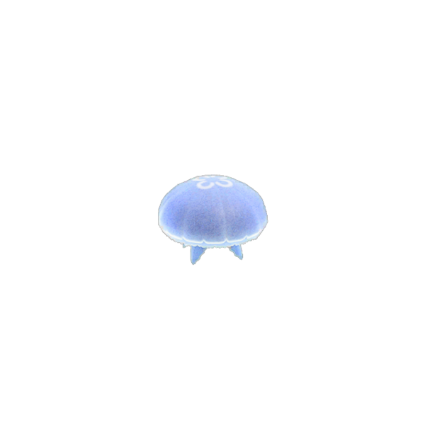 moon jellyfish pet