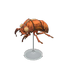 NH-Furniture-Cicada shell model.png