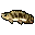 Saddled Bichir (New Leaf icon).PNG