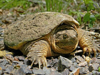 Snapping turtle in real life