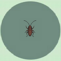 Cucaracha Animal Crossing Enciclopedia Fandom
