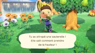 Sauterelle capture-ACNH.jpg (236 kio) Un joueur ayant attrapé une sauterelle dans New Horizons