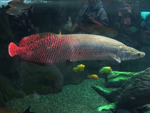 Arapaima