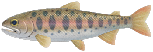 Cherry Salmon Animal Crossing Wiki Fandom Cherry Salmon Animal Crossing Wiki Fandom