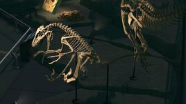Deinonychus NH