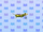 Rice grasshopper/Gallery
