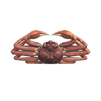 Snow Crab NH