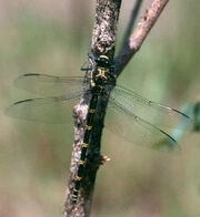 Giant petaltail queensland