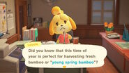 Isabelle giving an announcement about young spring bamboo.