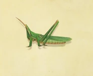 NH-Long locust.jpg (41 KB) New Horizons