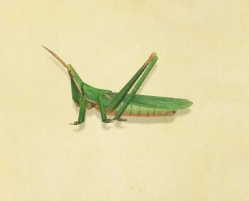 NH-Long locust