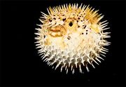 A real-life puffer fish.
