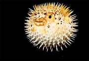 Puffer fish