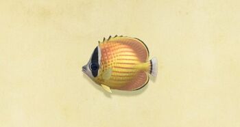 Nh-butterfly-fish