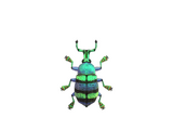 Blue weevil beetle/Gallery