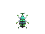 Blue weevil beetle