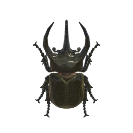 Horned atlas nh
