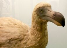 Dodo