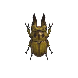 NH-Insecte-Lucane lamprima