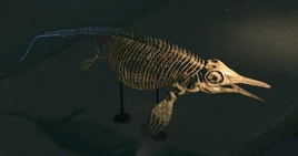 Opthalmosaurus museum