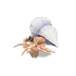 NH-Furniture-Hermit crab model.png