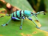 Blueweevilbeetlereallife.jpg