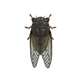 NH-Insecte-Cigale géante