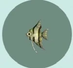 Angelfish.jpg